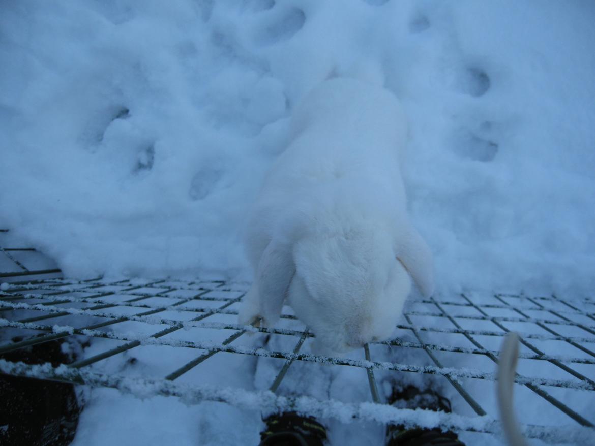 Kanin Sasha - Nu vil du gerne op til mommy!<3 billede 15