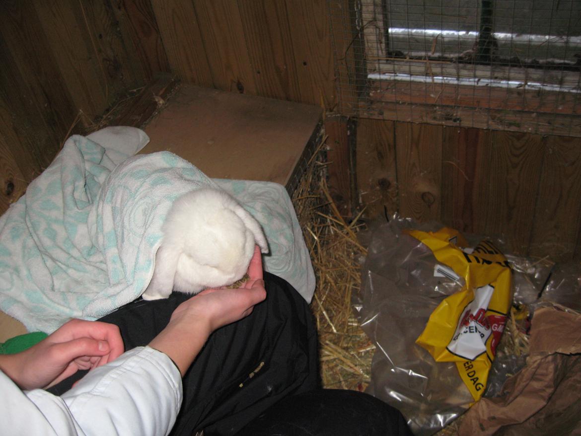 Kanin Sasha - Nam nam foderpiller efter en dejlig tur i sneen med et hånklæde om sig!<3 billede 16