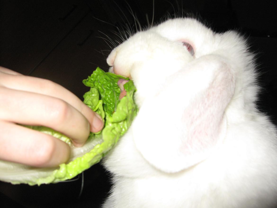 Kanin Sasha - Mmm.. Lidt hjertesalat, fordi du har en kæmpe plads i mit hjerte! billede 12