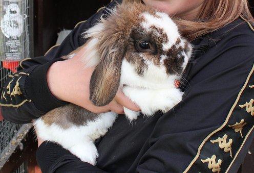 Kanin | Cookie | Dværgvædder/løvehoved billede 18