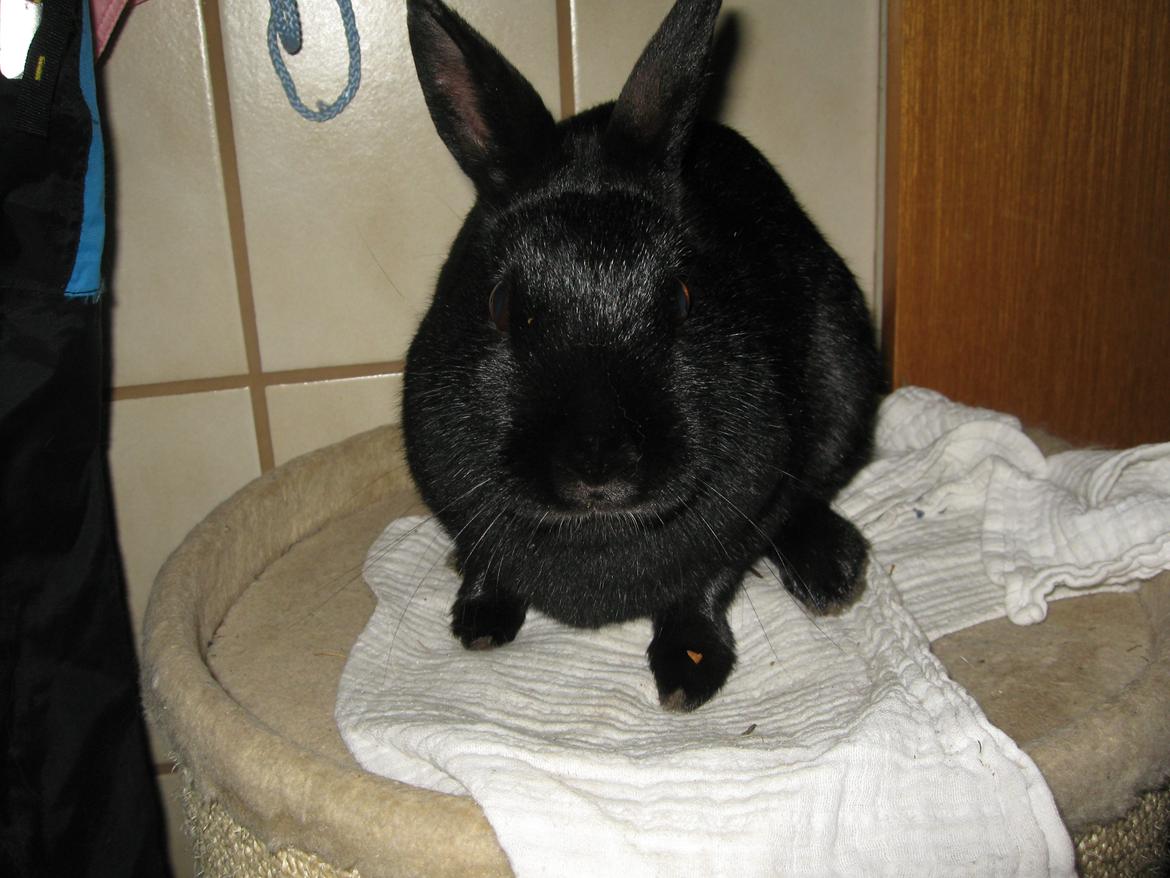Kanin Helena - Min søde lille bunny!<3 Helena billede 1