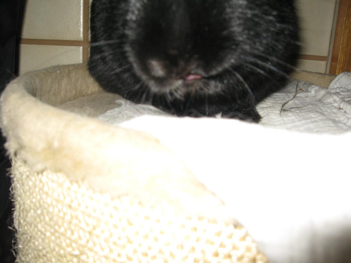 Kanin Helena - Der var en lille tunge!<3 Hehe sødt! billede 3