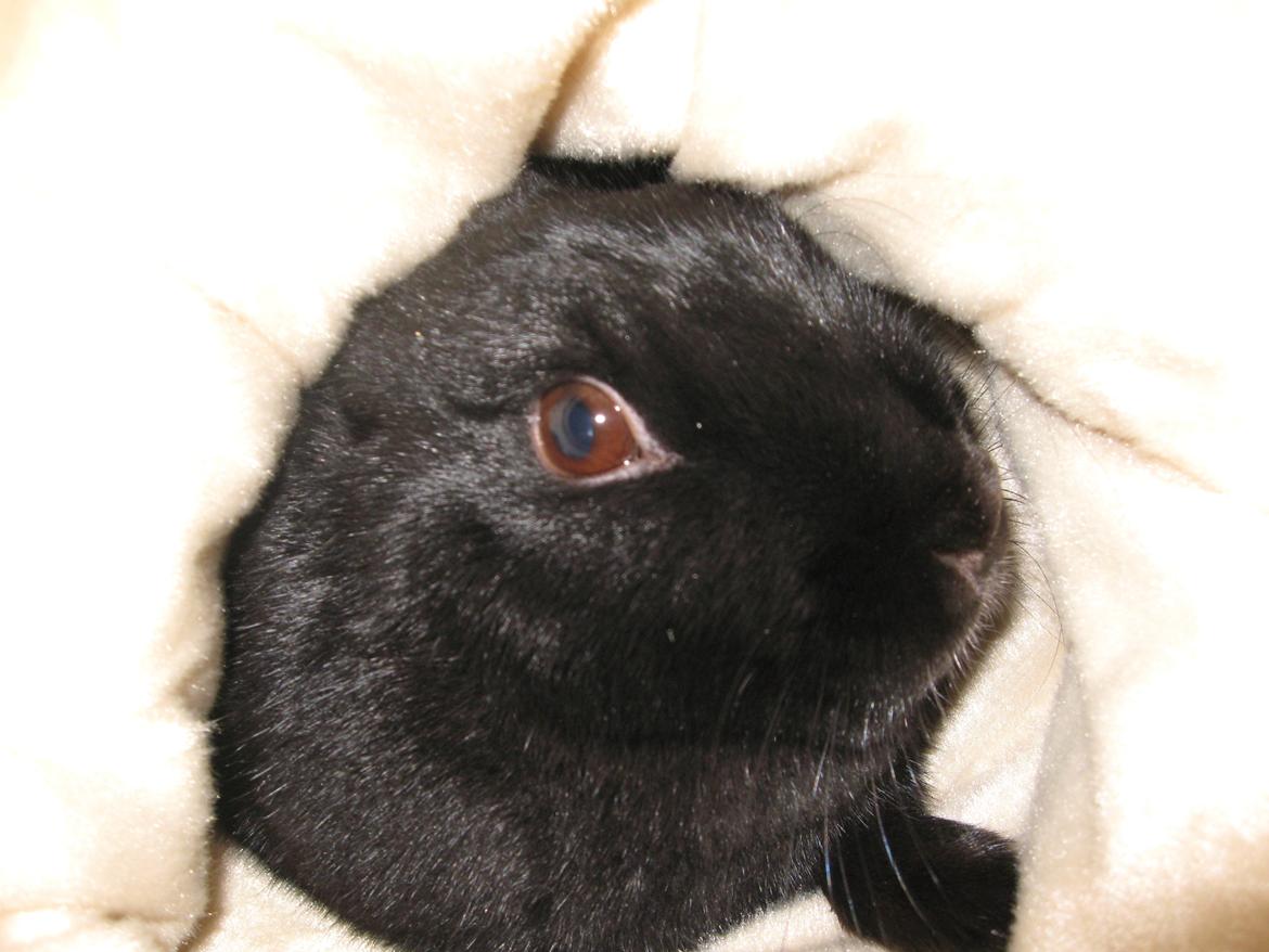 Kanin Helena - Helena.. Du kan ikke blive der inde hele dagen! billede 8