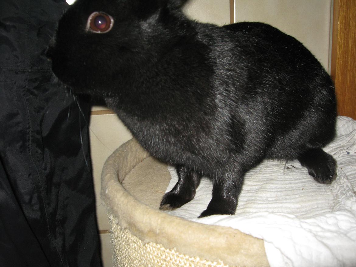 Kanin Helena - Er man blevet lidt tyk? ;) billede 5