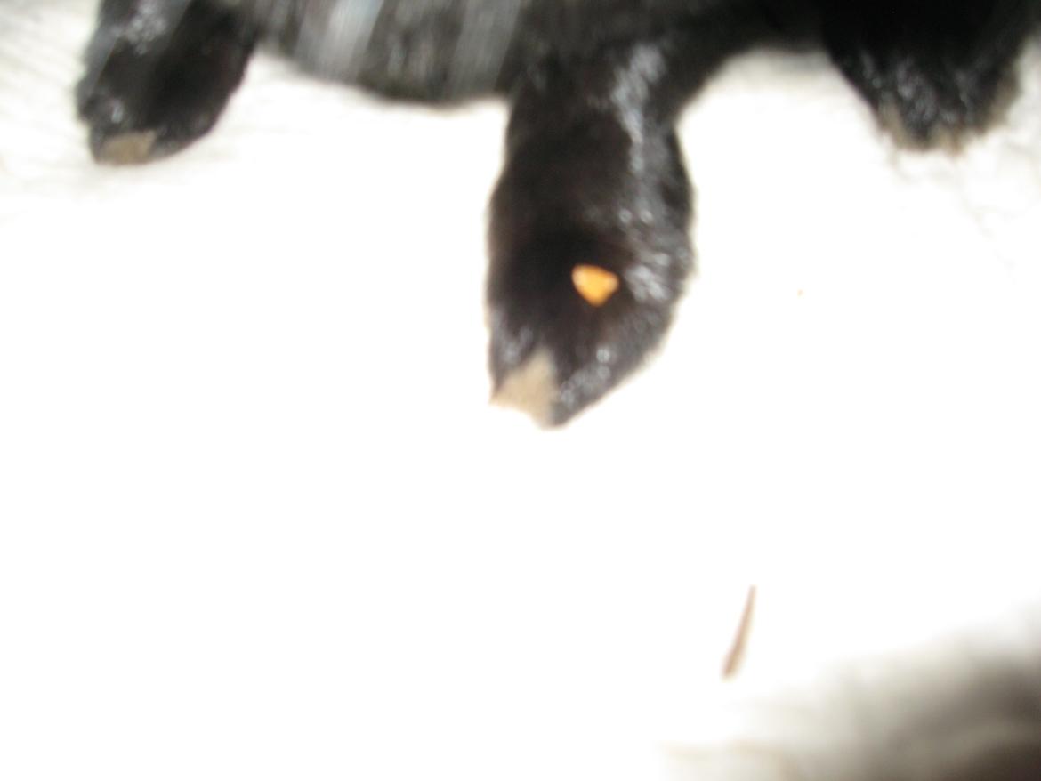 Kanin Helena - Helena din grisse- basse! Gulerod på foden!<3 billede 4