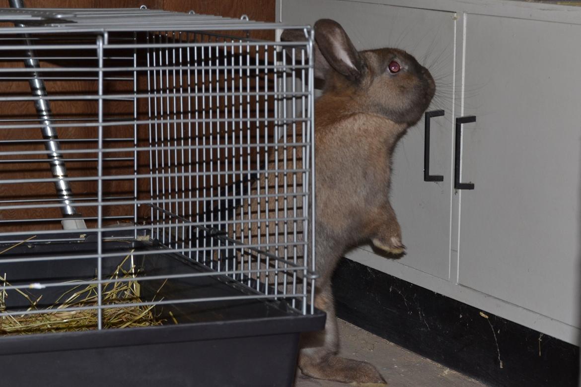 Kanin Felix billede 6