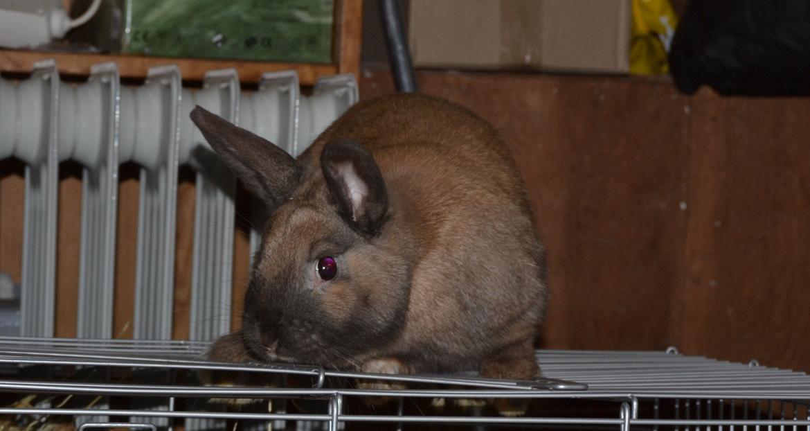 Kanin Felix billede 4