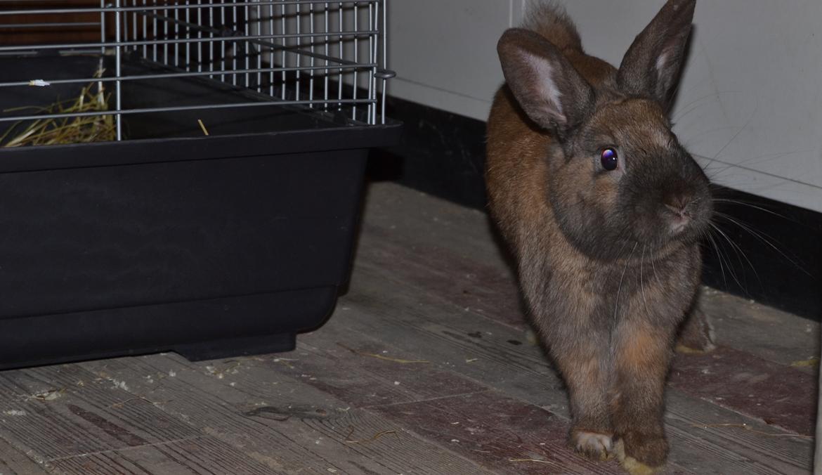 Kanin Felix billede 1