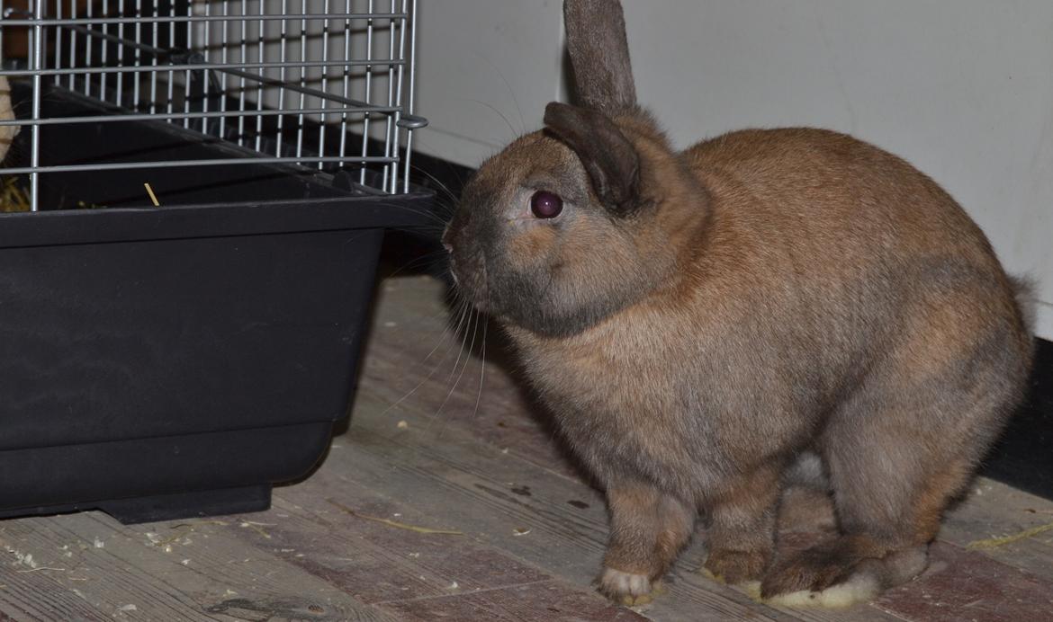 Kanin Felix billede 7