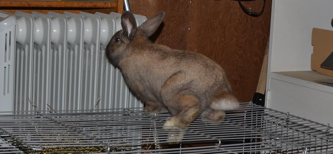 Kanin Felix billede 8
