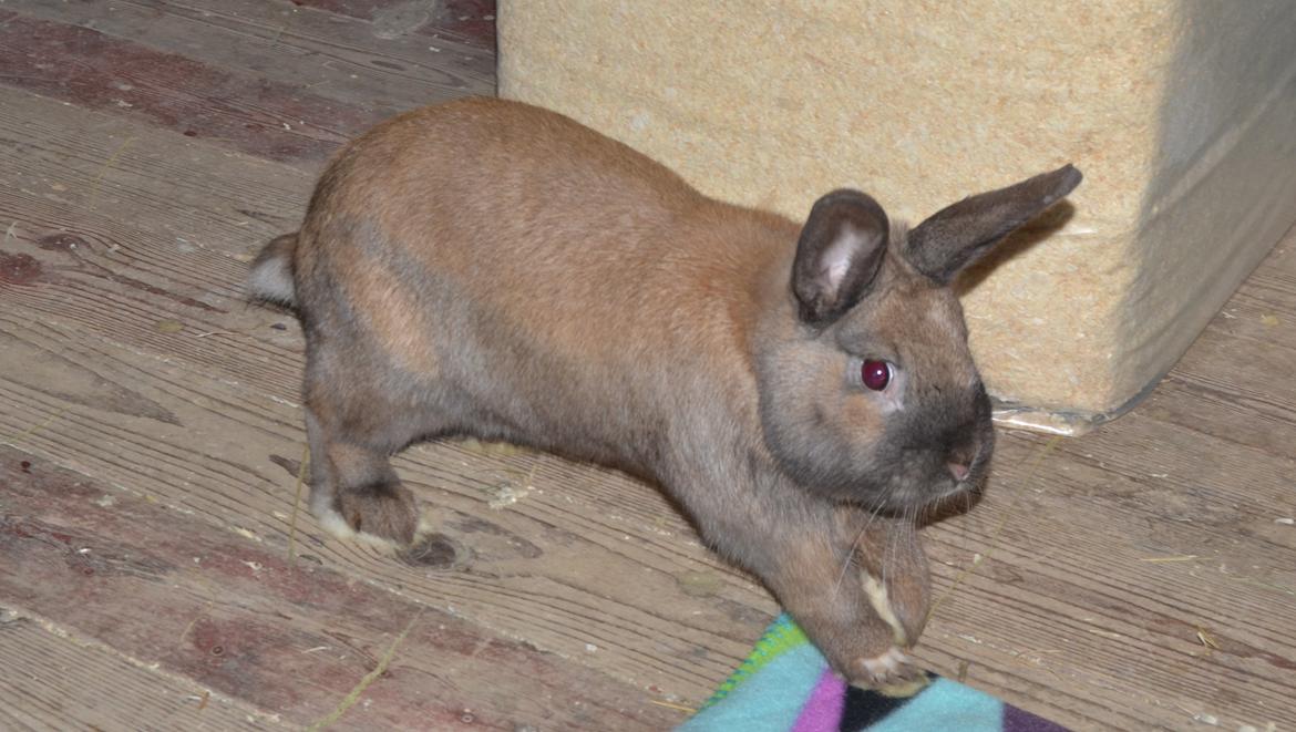 Kanin Felix billede 9