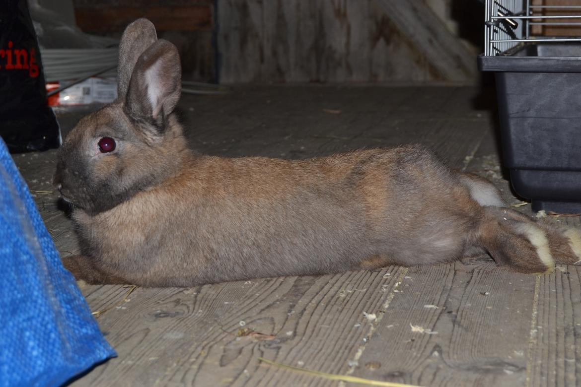 Kanin Felix billede 5