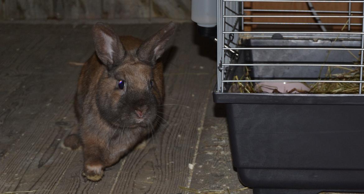 Kanin Felix billede 10