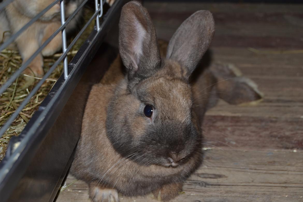 Kanin Felix billede 3