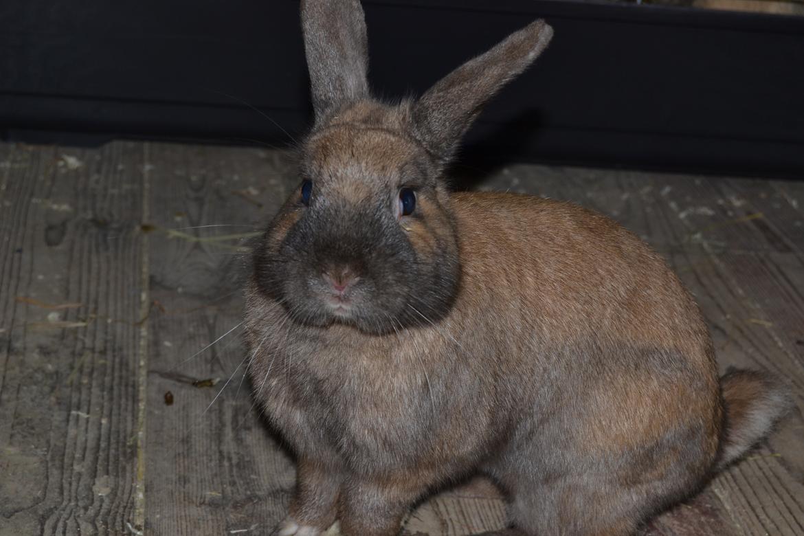 Kanin Felix billede 2