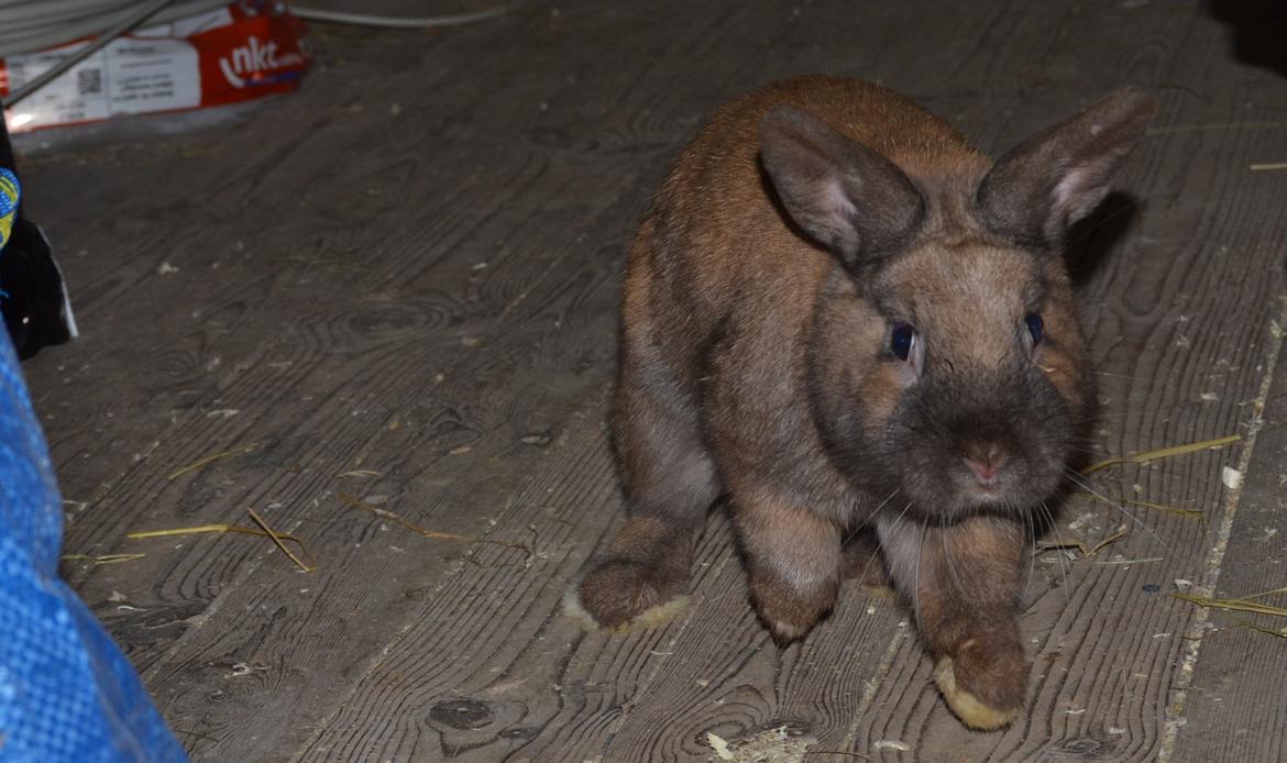 Kanin Felix billede 11