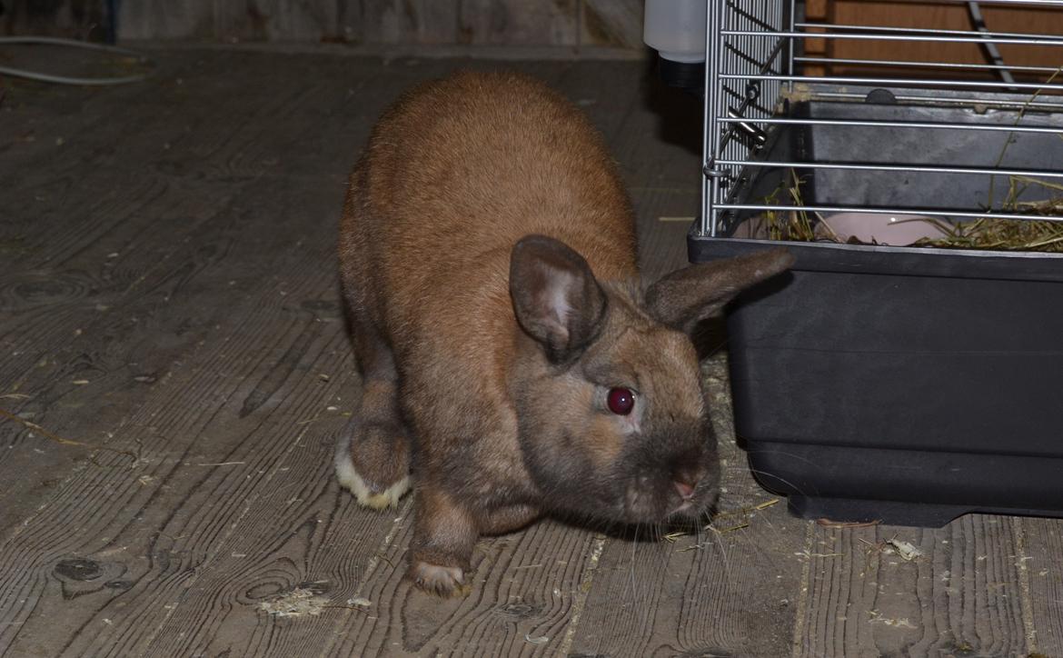 Kanin Felix billede 12