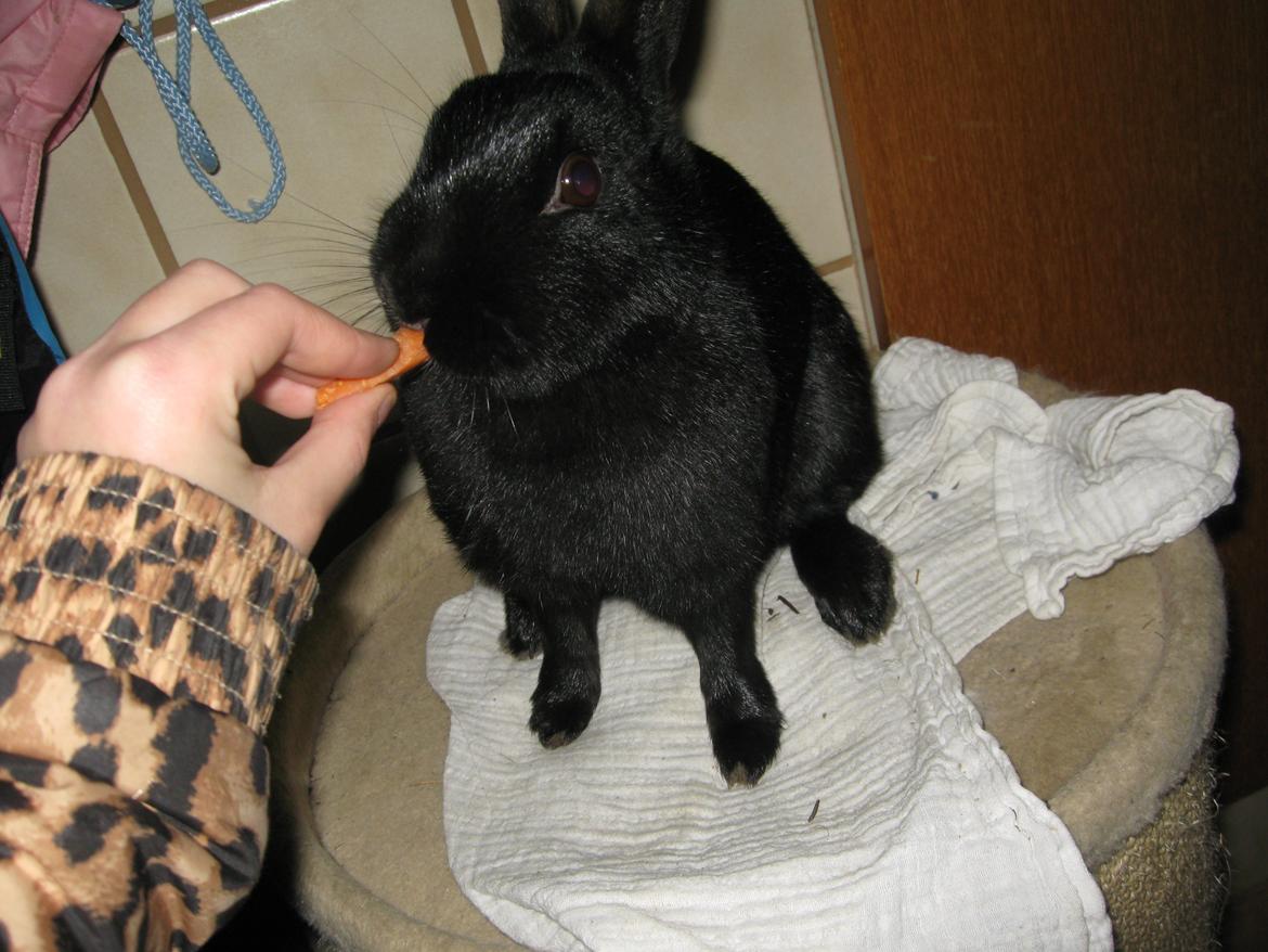 Kanin Helena - Mmm! Gulerod! billede 2