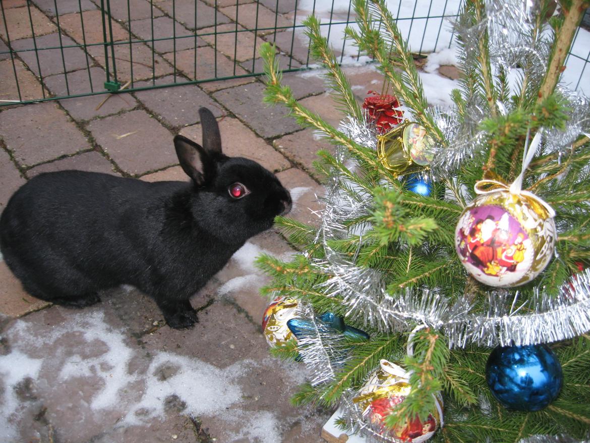 Kanin Helena - Uhh! Jul! Du får sikkert mange gaver så sød som du er!<3 billede 10