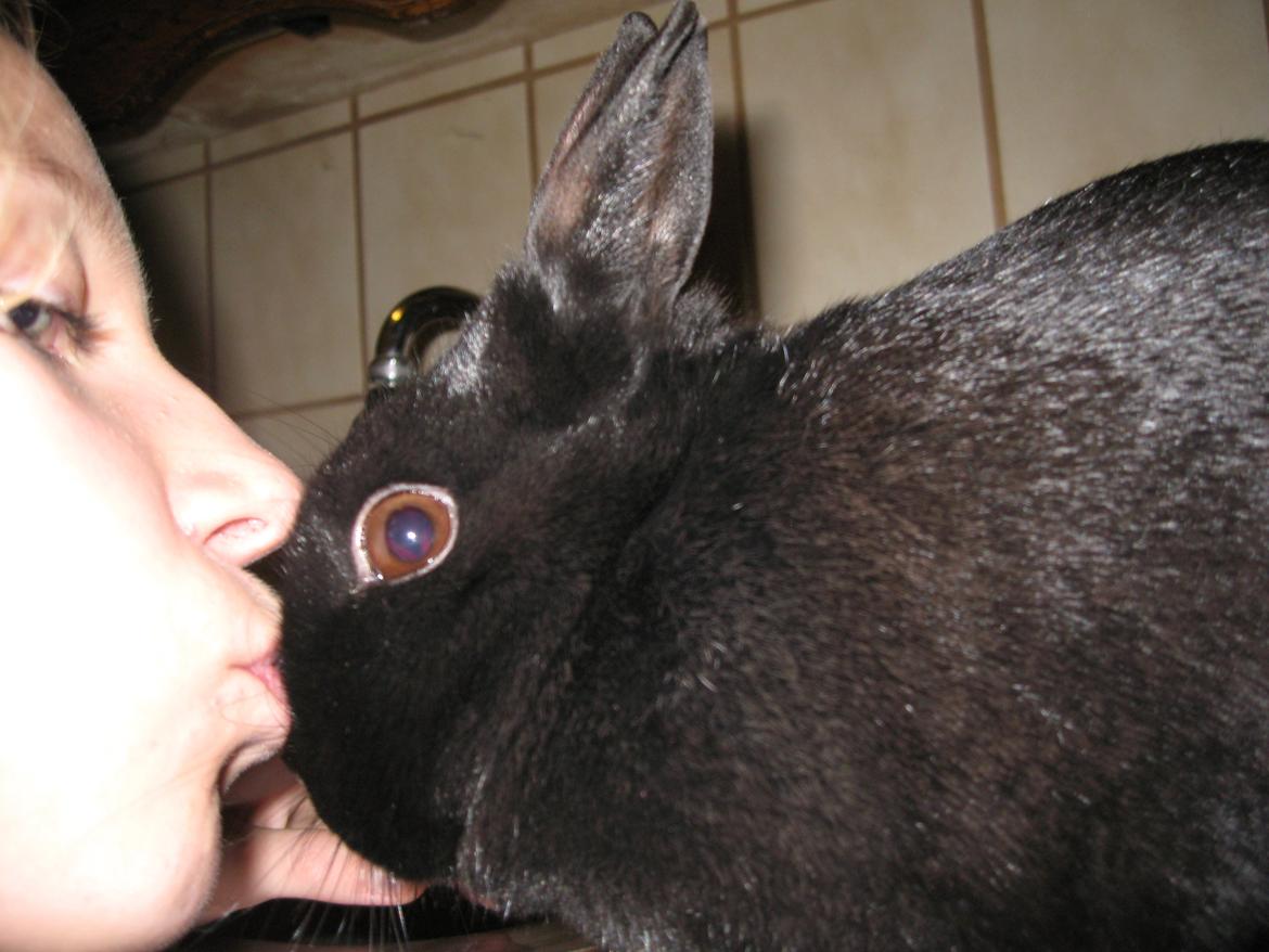 Kanin Helena - Kysser Helena pigen fordi hun er den dejligste Helena på jorden!<3 billede 12