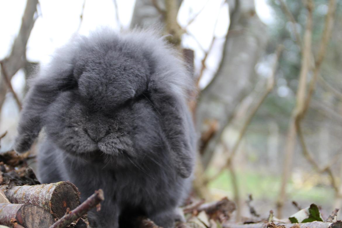 Kanin Blueberry billede 1