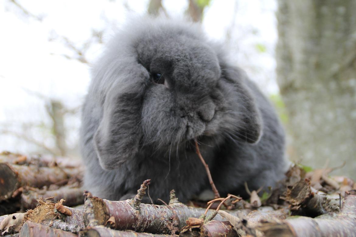 Kanin Blueberry billede 6