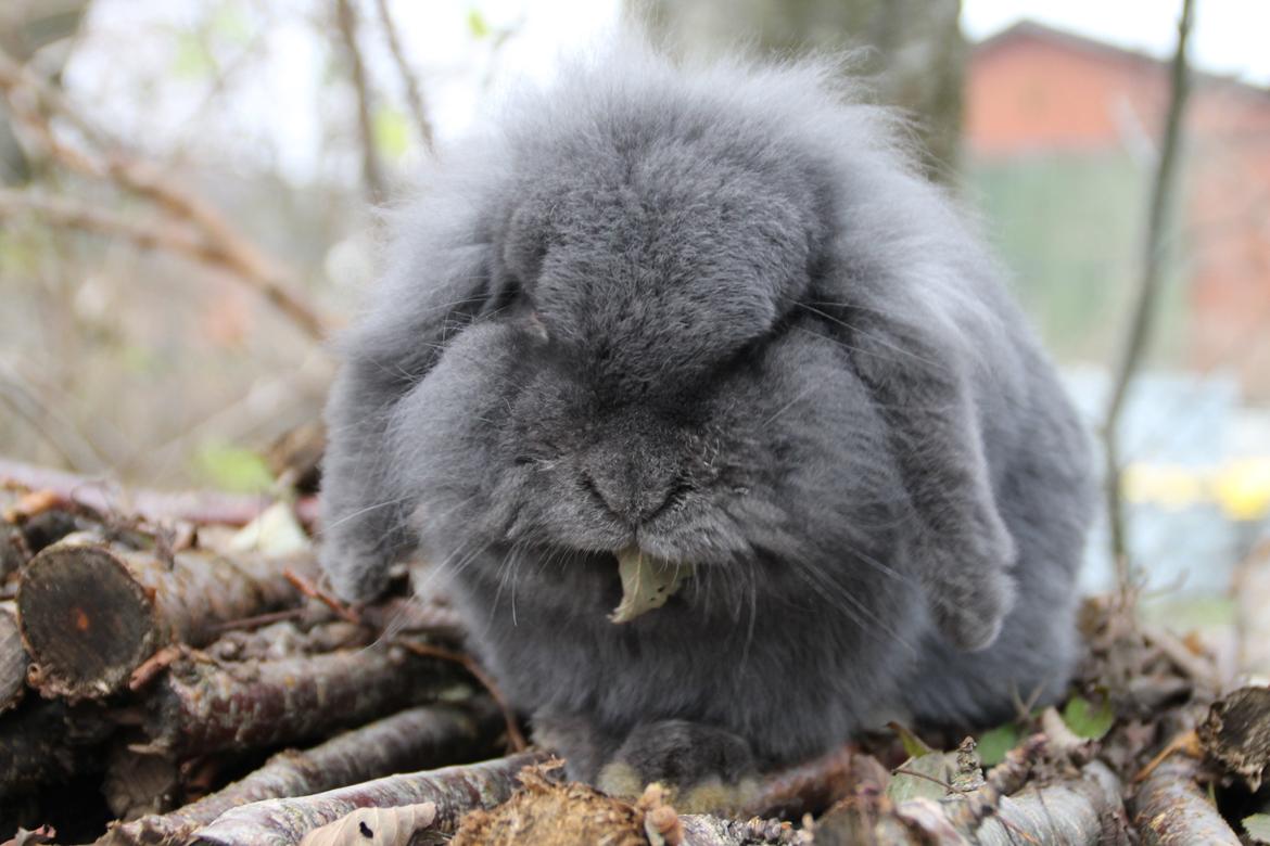 Kanin Blueberry billede 7