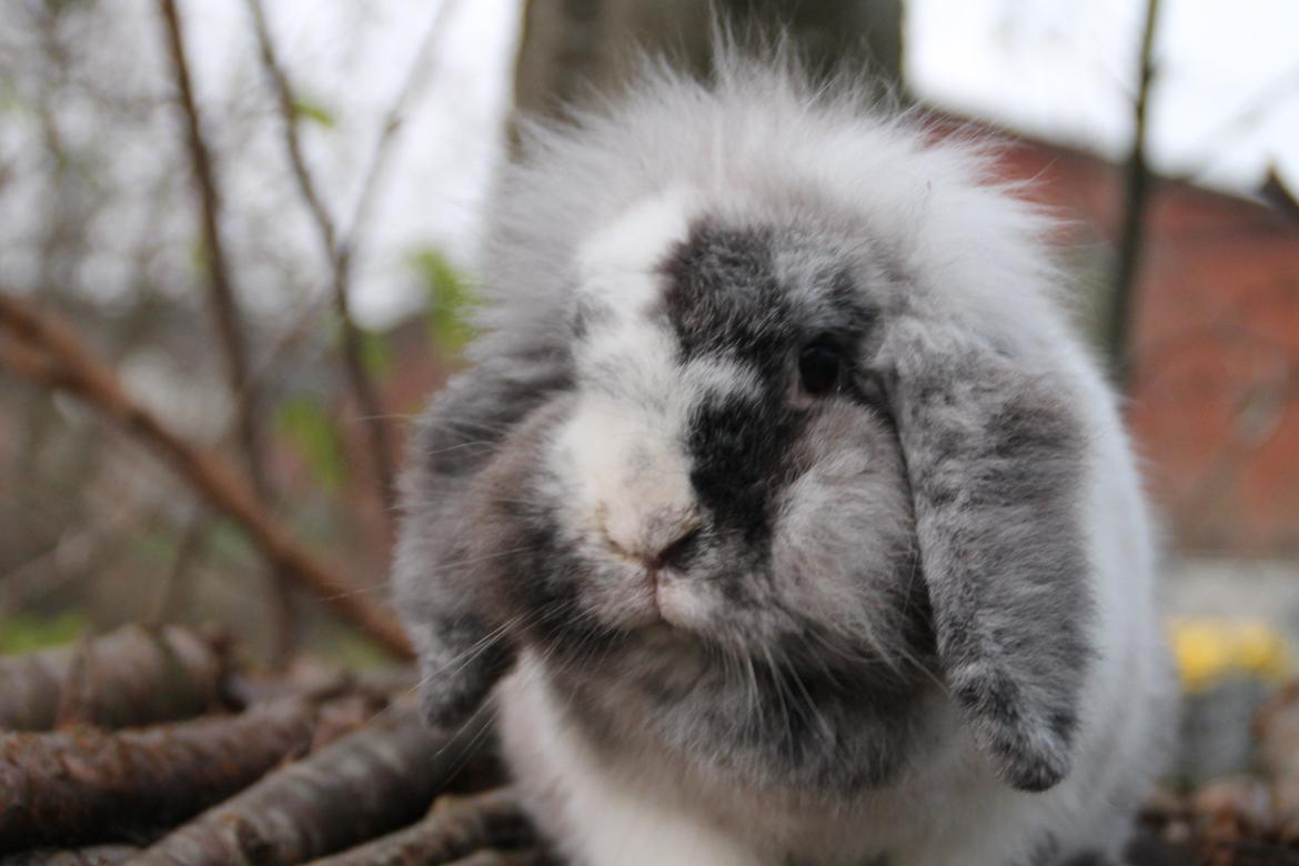 Kanin Lilje billede 7