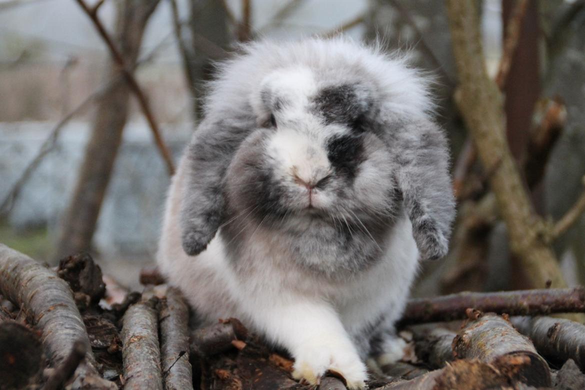 Kanin Lilje billede 8