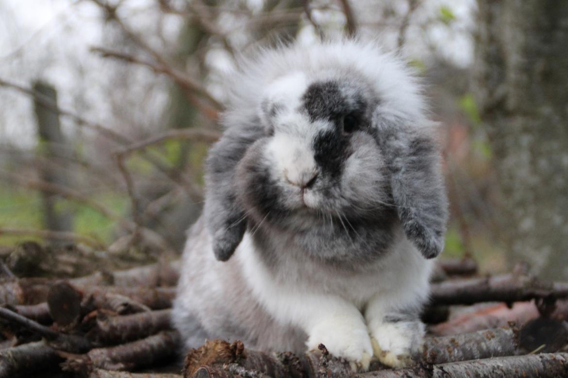 Kanin Lilje billede 1