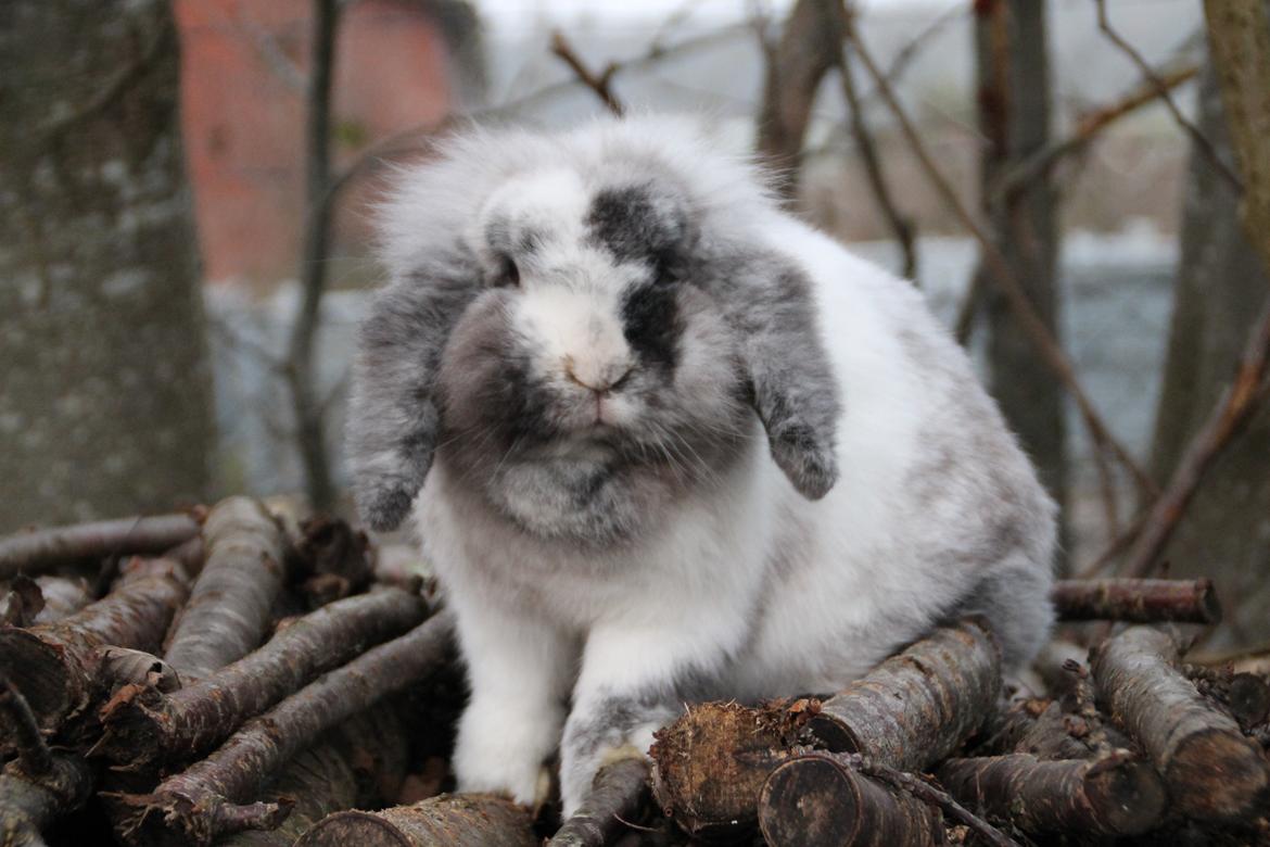 Kanin Lilje billede 9