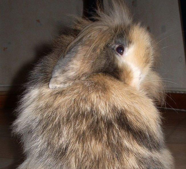 Kanin Molly / Løvevædder billede 14