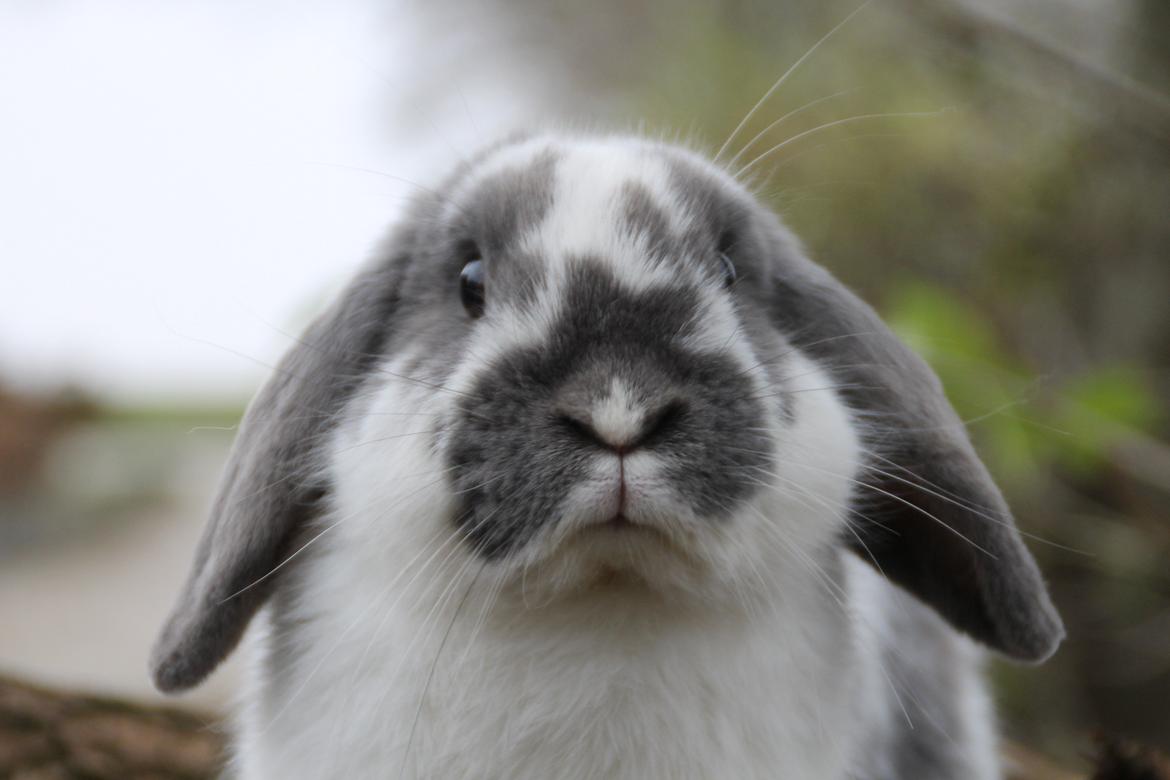 Kanin Fernando billede 3