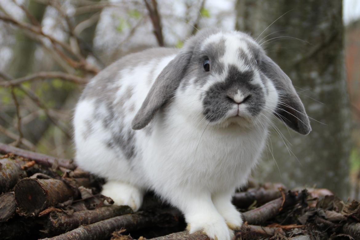 Kanin Fernando billede 4