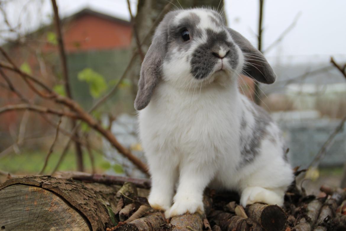 Kanin Fernando billede 2