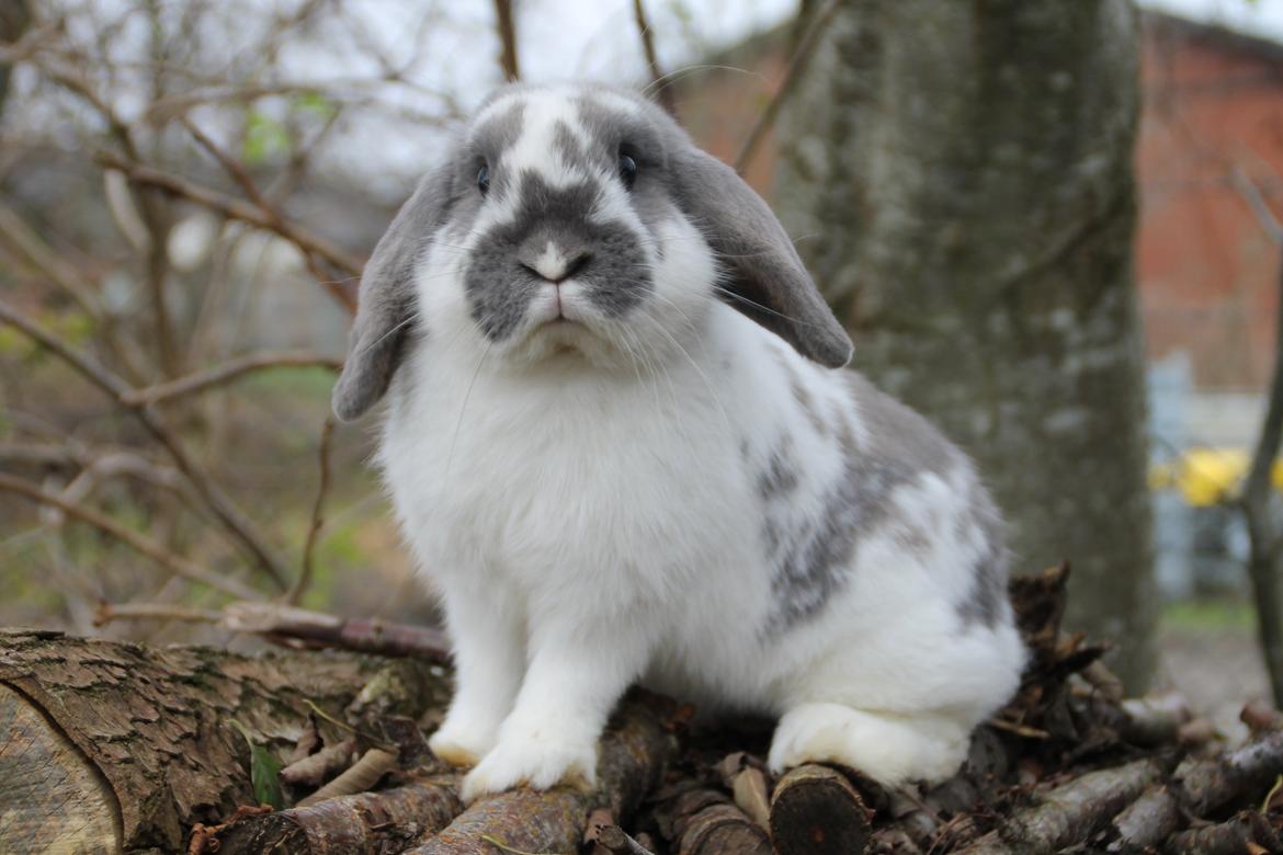 Kanin Fernando billede 1