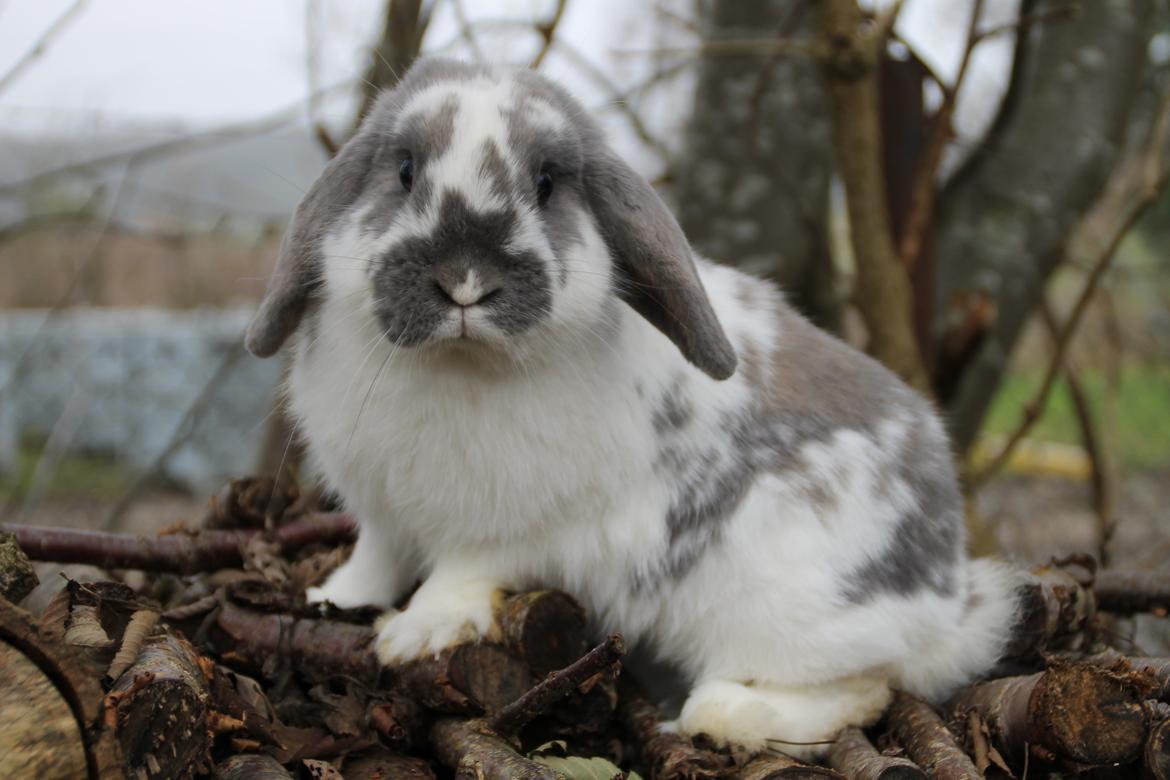 Kanin Fernando billede 6