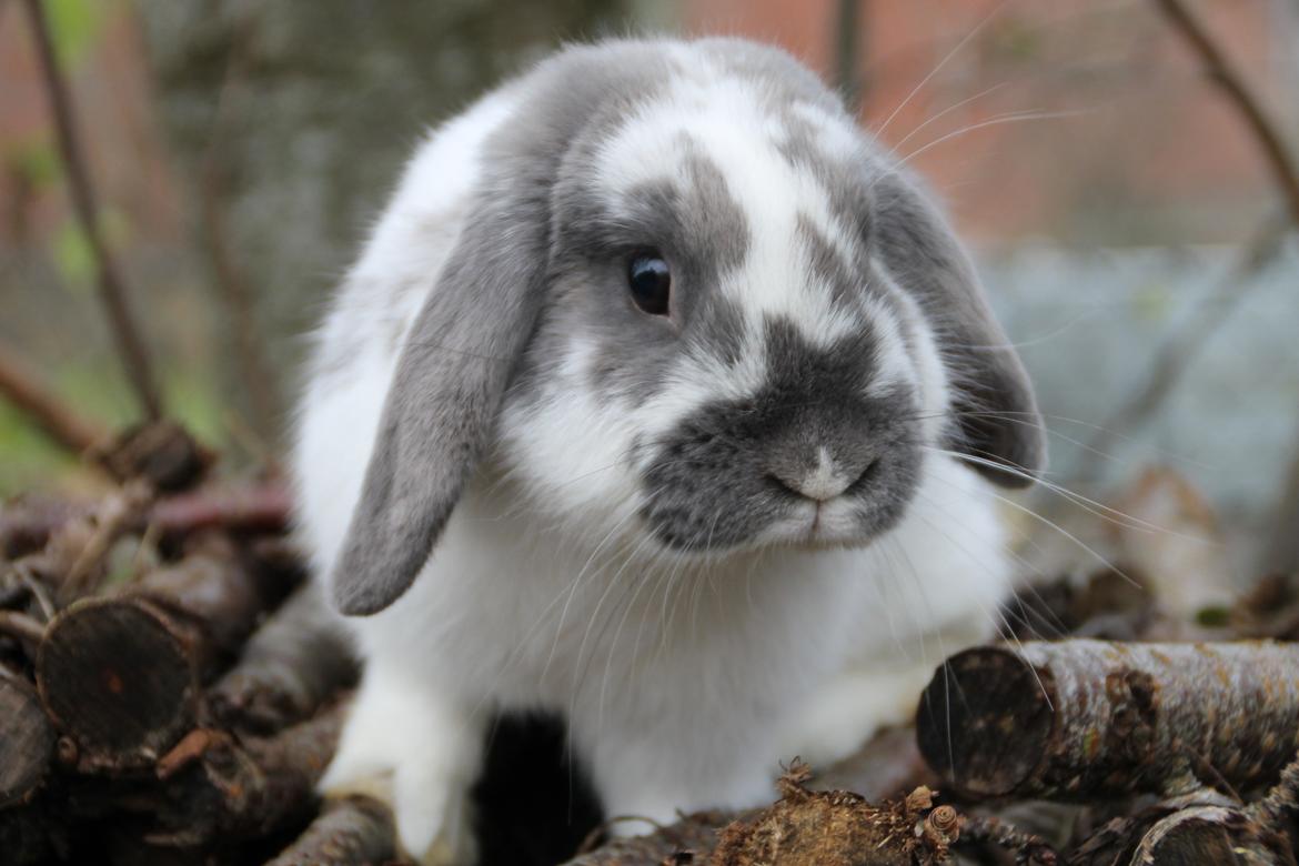 Kanin Fernando billede 7