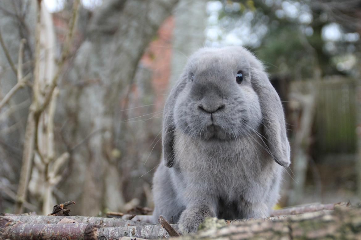 Kanin Panda billede 1