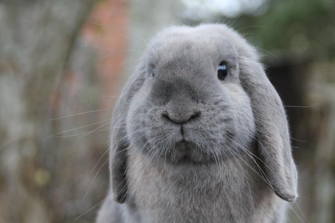 Kanin Panda billede 2