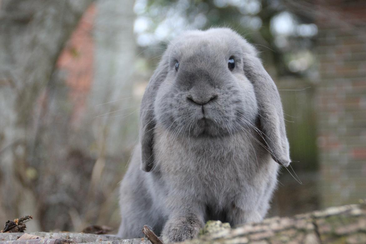 Kanin Panda billede 3