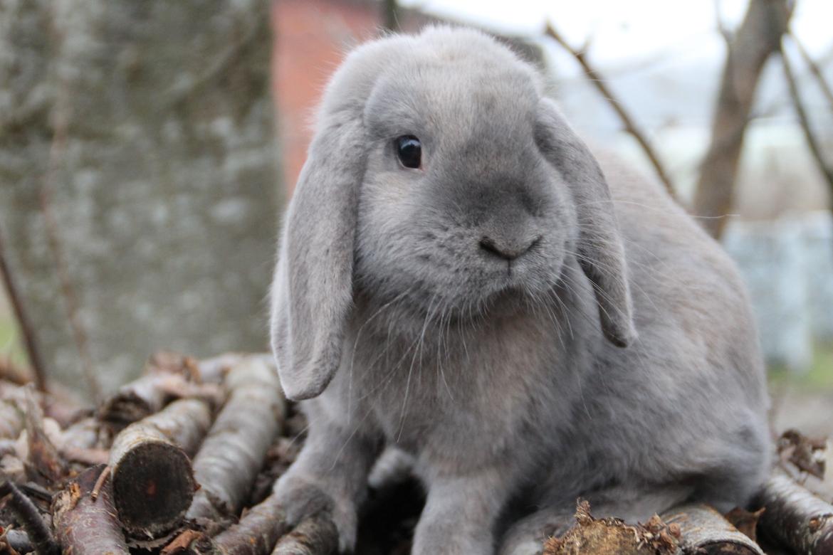 Kanin Panda billede 4