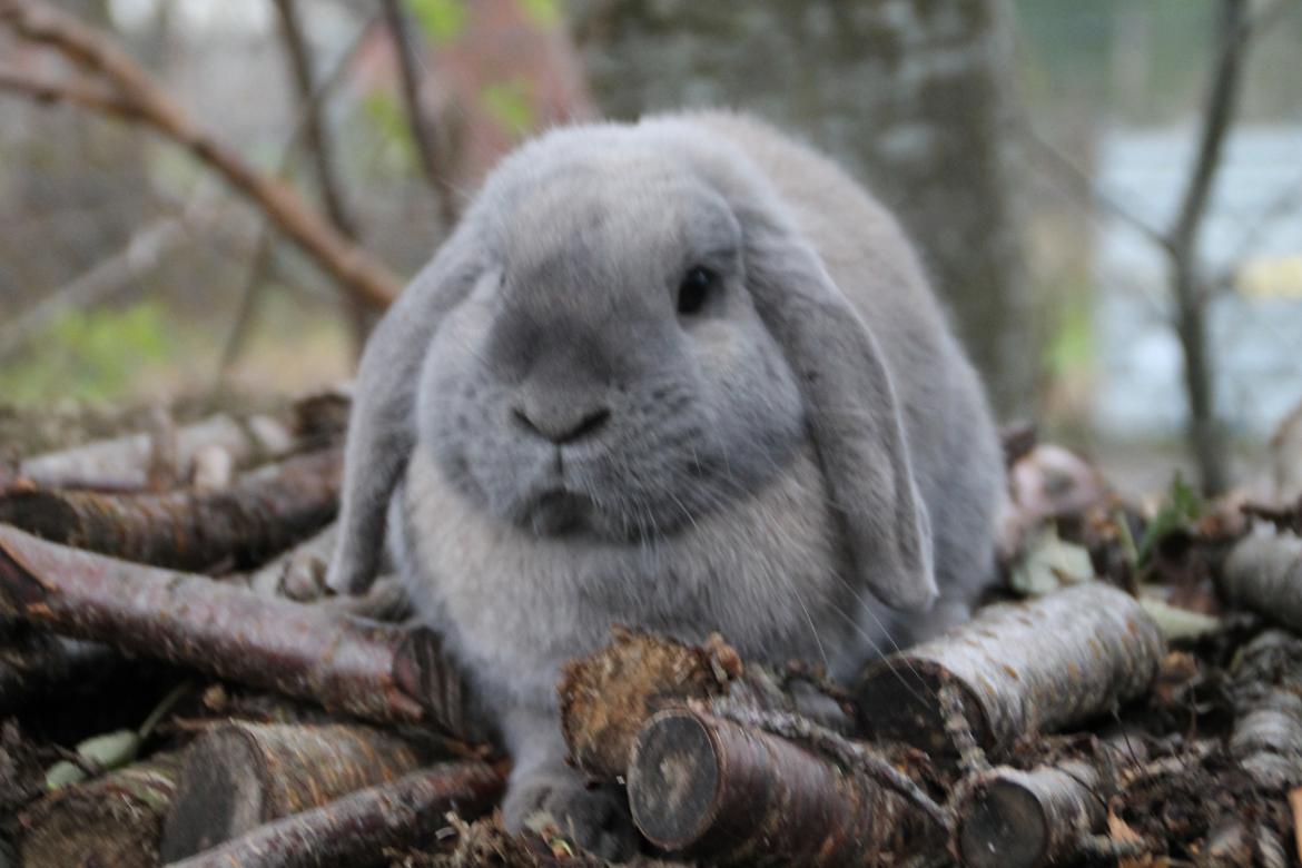 Kanin Panda billede 5