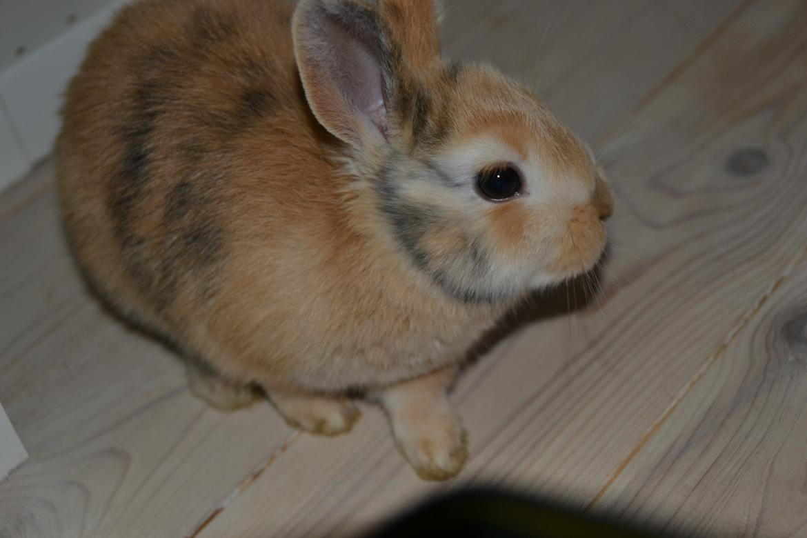 Kanin Peach billede 1