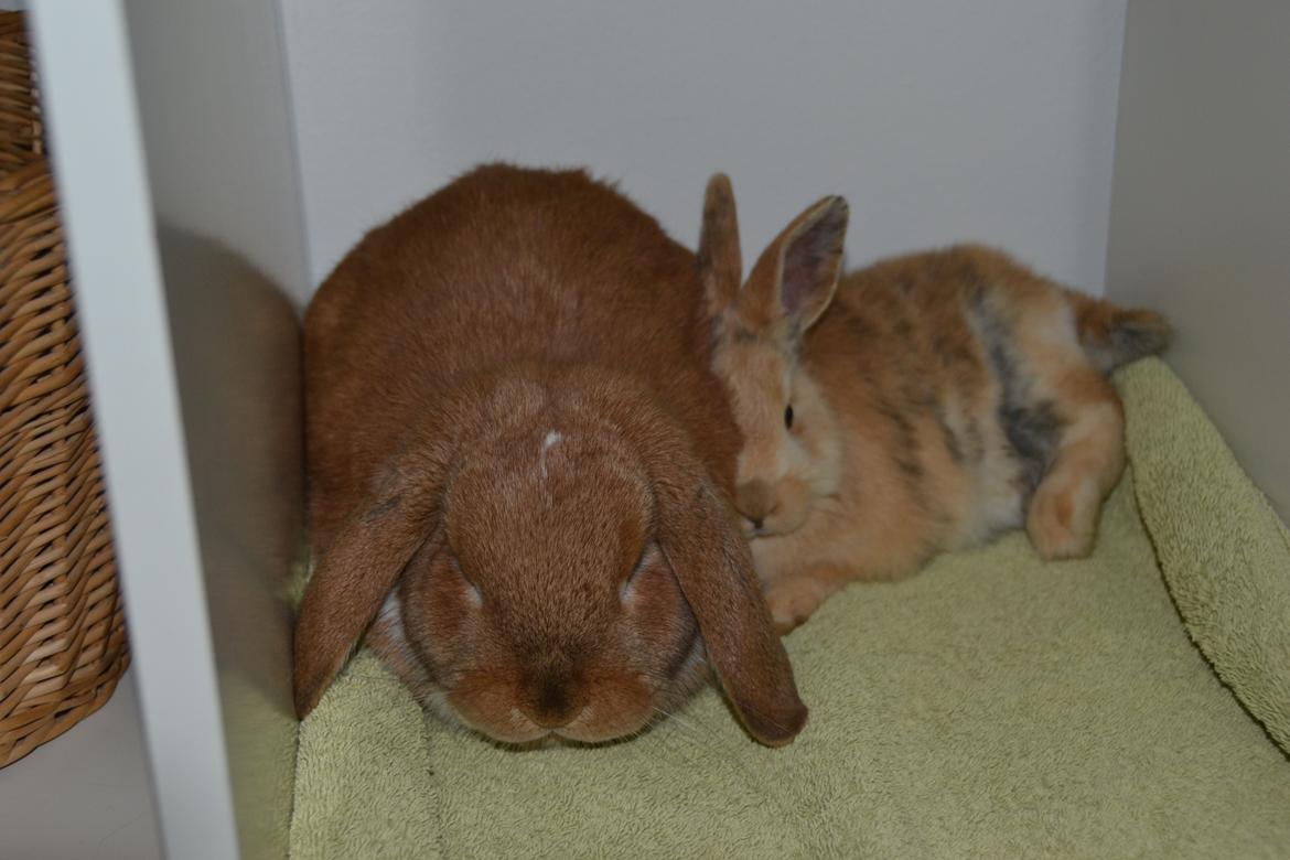 Kanin Peach - Peach og Nemo hygger <3 billede 3