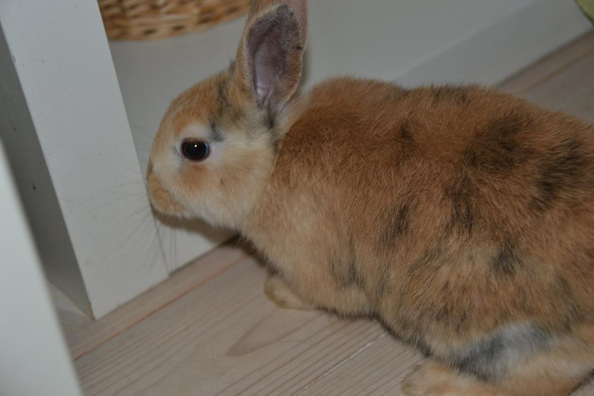 Kanin Peach billede 7