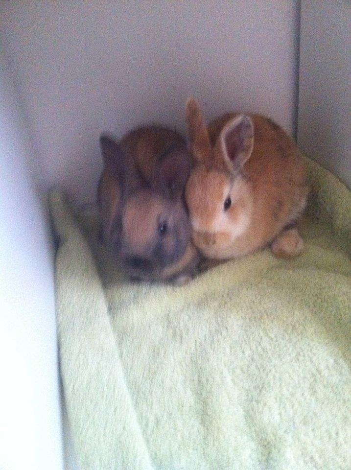 Kanin Peach - de 2 søskende:) billede 8