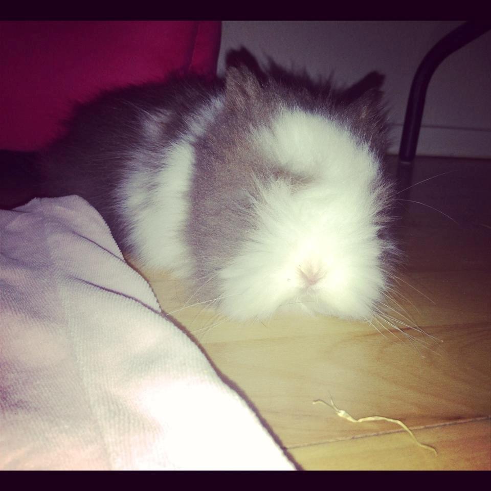 Kanin Elina von den Treenehase billede 6