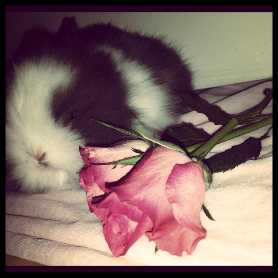 Kanin Elina von den Treenehase billede 7