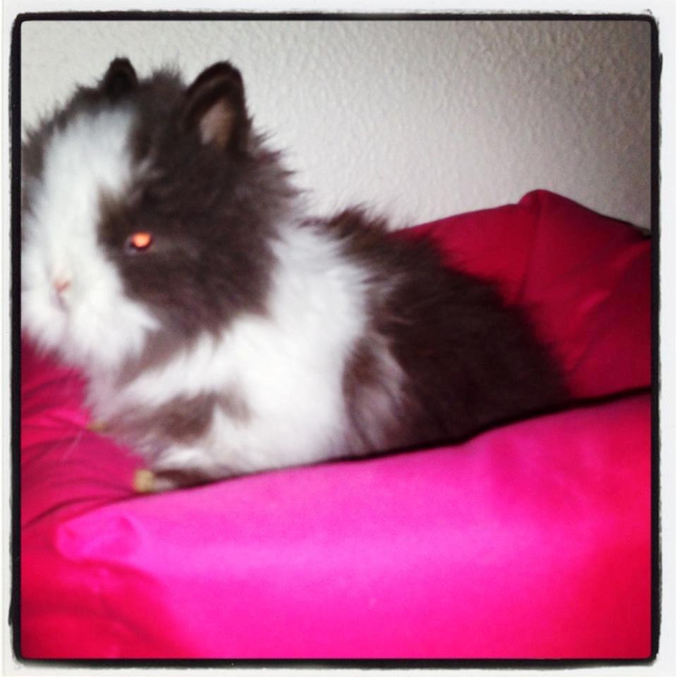 Kanin Elina von den Treenehase billede 8